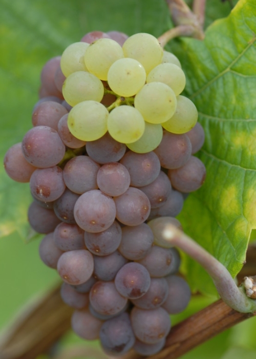 Mutation von Grauburgunder zu Weisburgunder ANT 0931